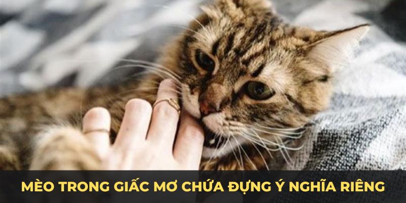 Mỗi hành động của mèo trong giấc mơ đều chứa đựng những ý nghĩa riêng